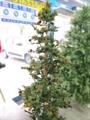 NATALE MICHIGAN FIR WOOD CM.210
