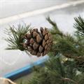 NATALE MICHIGAN FIR WOOD CM.210