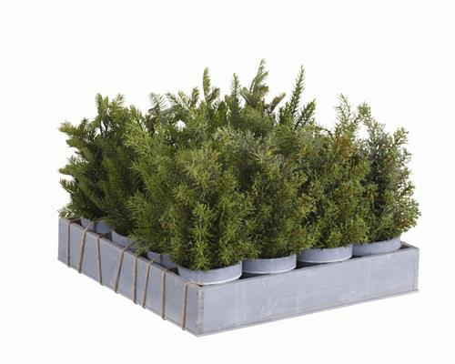 MINI PIANTINA TREE 4ASS CM.25