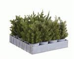 MINI PIANTINA TREE 4ASS CM.25