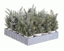 MINI ALBERI INNEVATI C/VASO ASSORTITI CM.25