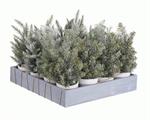 MINI ALBERI INNEVATI C/VASO ASSORTITI CM.25