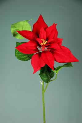 POINSETTIA SINGOLA CM.52