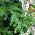 ALBERO STANFORD CM.240 TIPS 2223   182CM N22736