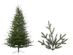 ALBERO STANFORD CM.270 TIPS 2951   203CM N22737