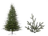 ALBERO STANFORD CM.270 TIPS 2951   203CM N22737