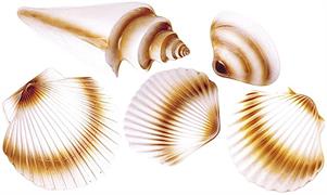 SET CONCHIGLIE PZ.5 5077Q