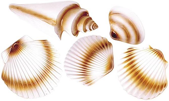 SET CONCHIGLIE PZ.5 5077Q